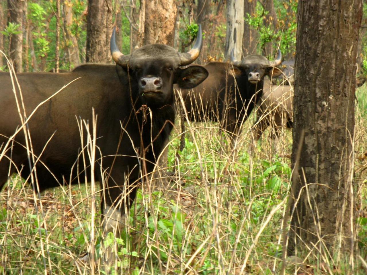 Hotel Rhinoceros-Homestay Sauraha Bagian luar foto