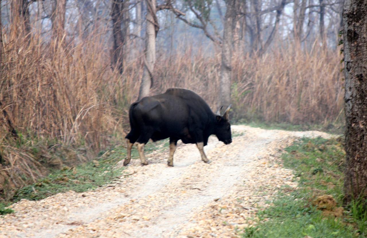 Hotel Rhinoceros-Homestay Sauraha Bagian luar foto