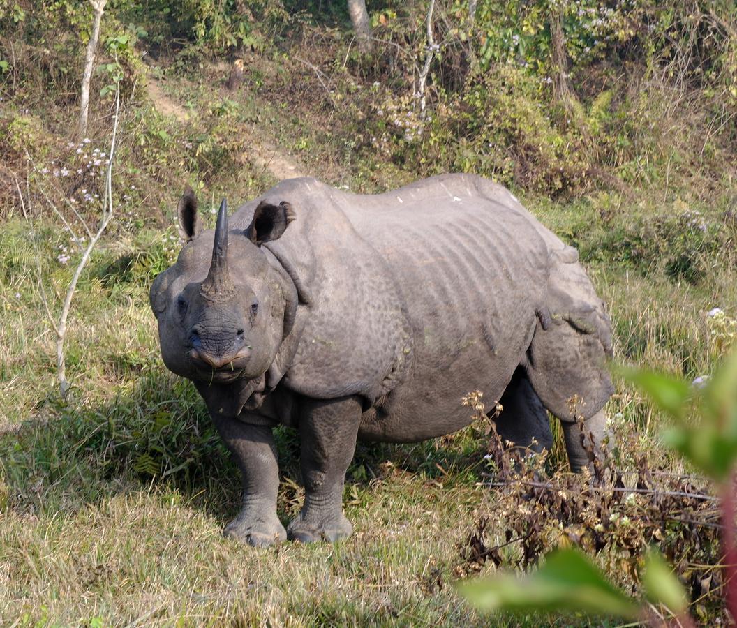 Hotel Rhinoceros-Homestay Sauraha Bagian luar foto