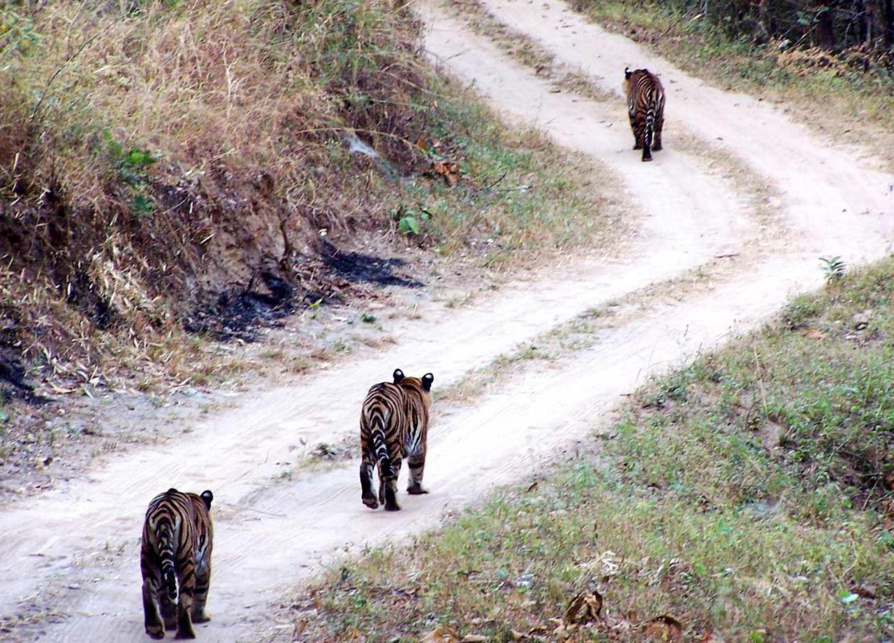 Hotel Rhinoceros-Homestay Sauraha Bagian luar foto