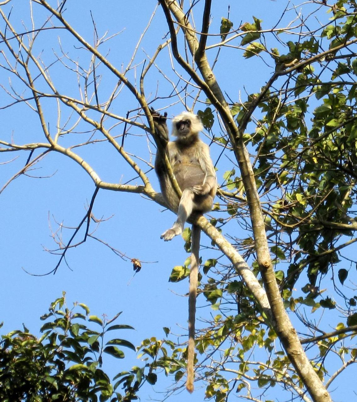 Hotel Rhinoceros-Homestay Sauraha Bagian luar foto