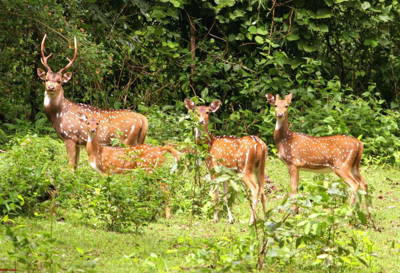 Hotel Rhinoceros-Homestay Sauraha Bagian luar foto